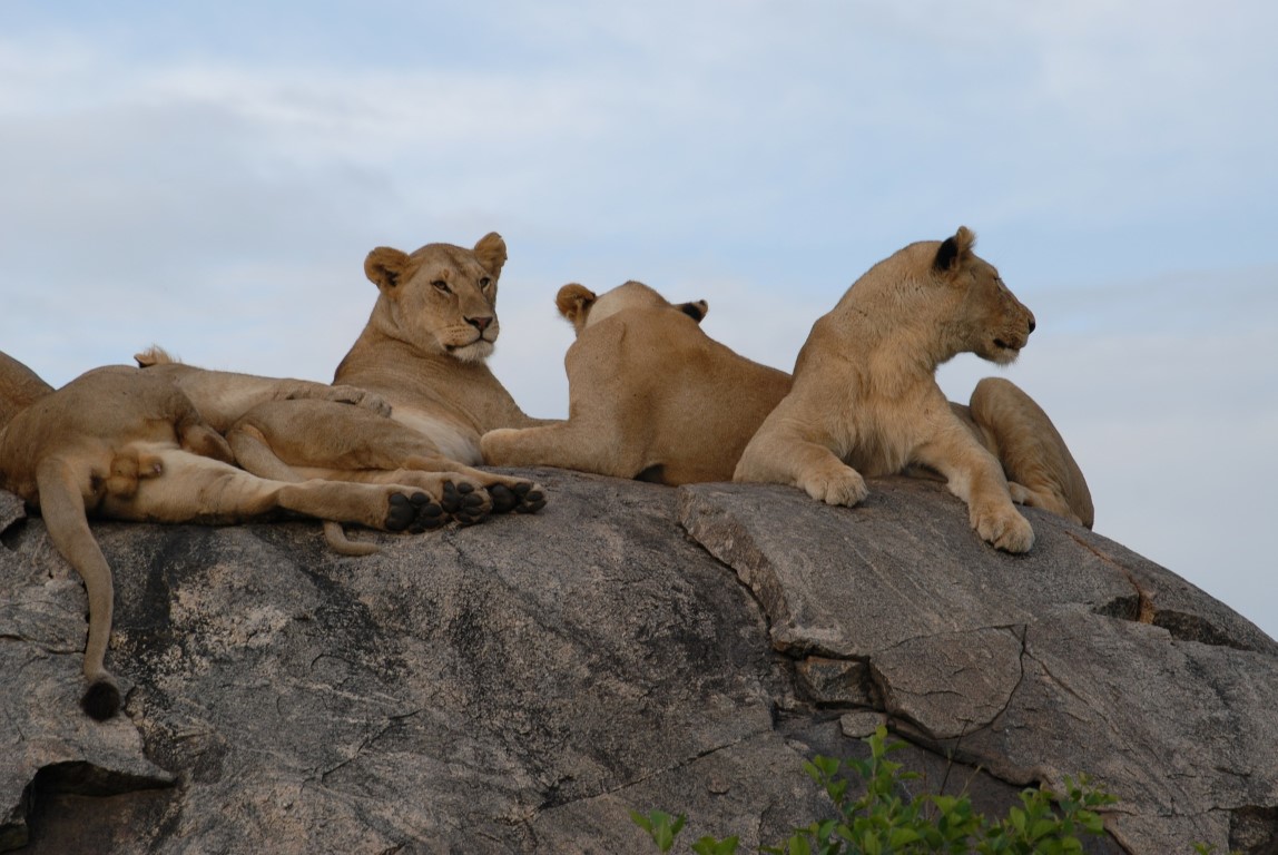 Safari Image